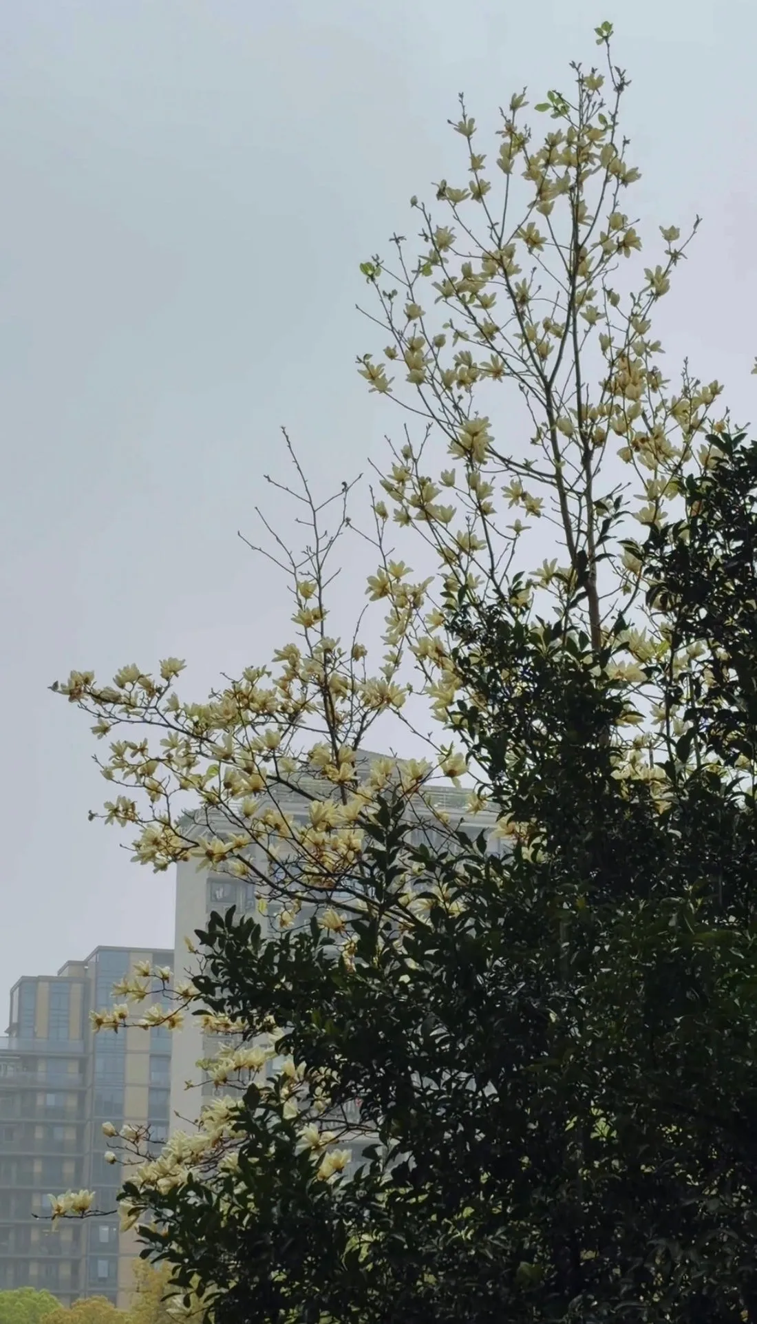 在雨中，选择连接而非优化